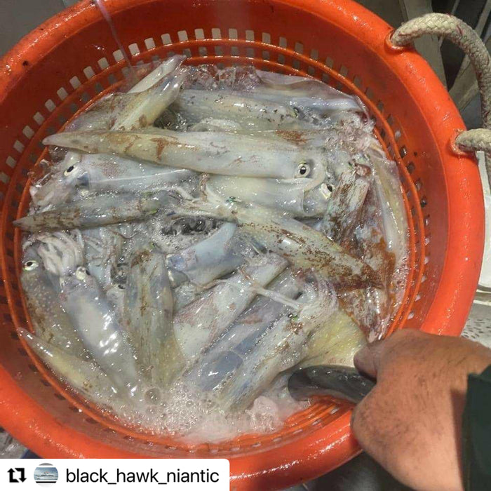 Coastal Striped Bass and Squid Fishing in Rhode Island