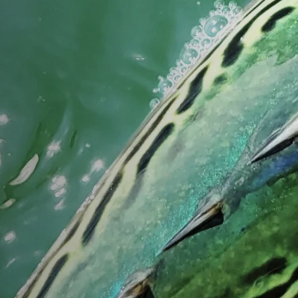 Connecticut Fishing Report: Fall Run Kicks Off with Albies, Striped Bass & Bluefish
