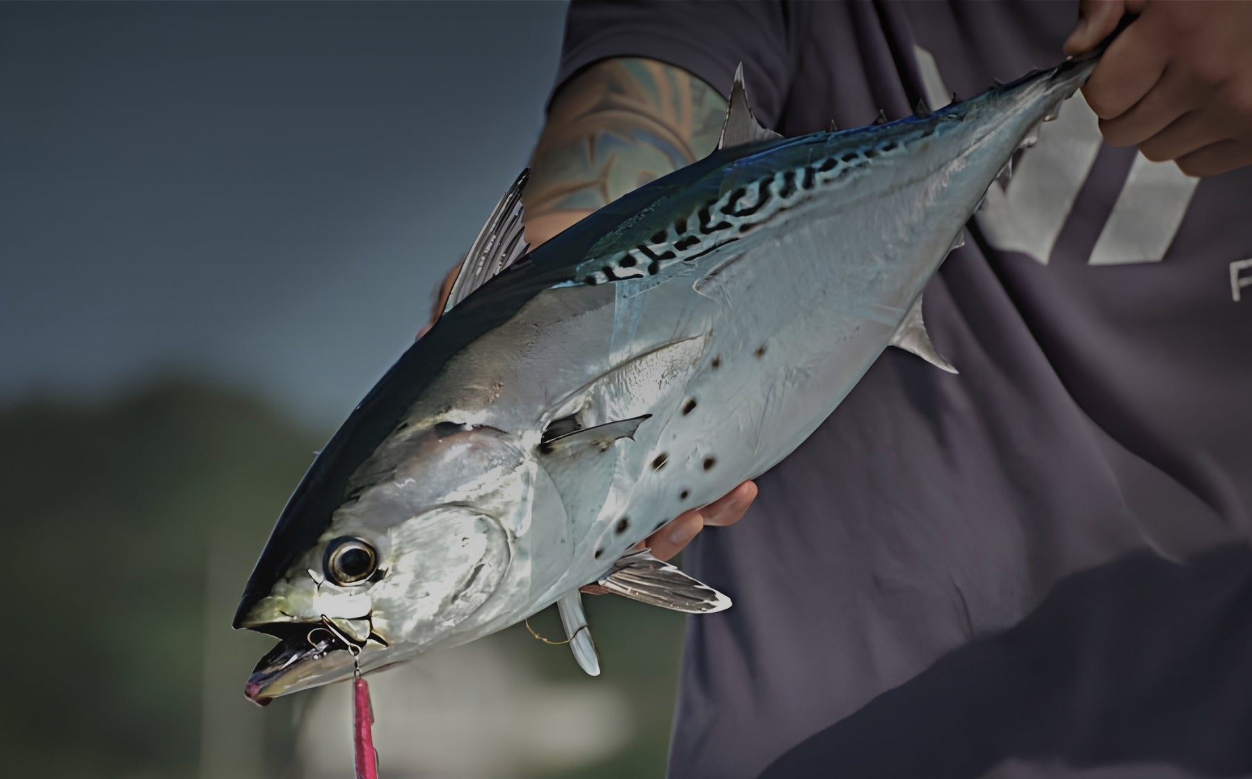 Connecticut Fishing Report: Albies Arrive, Bluefish Stay Active & Offshore Tuna Bite Continues
