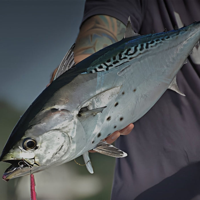 Connecticut Fishing Report: Albies Arrive, Bluefish Stay Active & Offshore Tuna Bite Continues