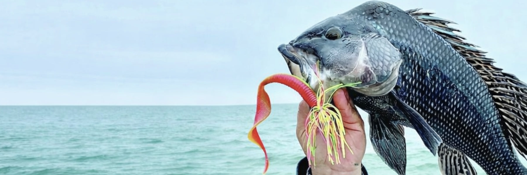 Connecticut Fishing Report: Fluke & Sea Bass Stay Strong, Bonito Move Closer & Offshore Tuna Action Continues