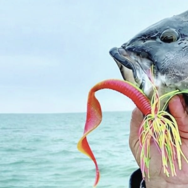 Connecticut Fishing Report: Fluke & Sea Bass Stay Strong, Bonito Move Closer & Offshore Tuna Action Continues