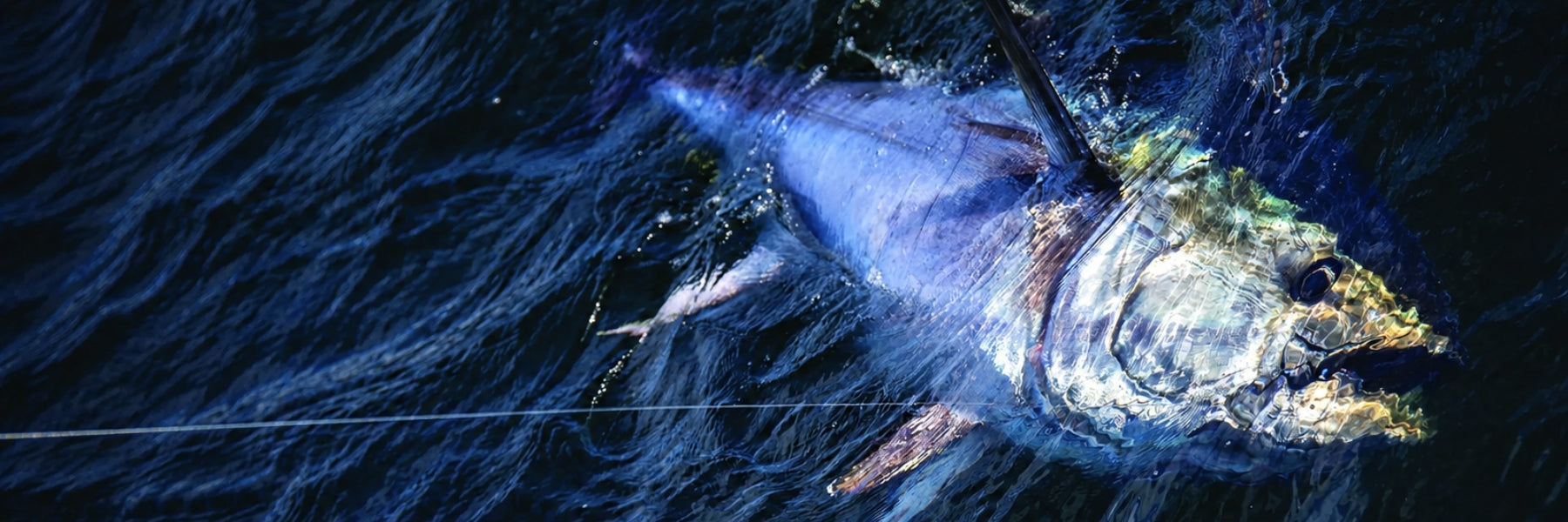 Connecticut Fishing Report: Bonito Hit Watch Hill, Fluke Stay Steady & Offshore Tuna Action Continues