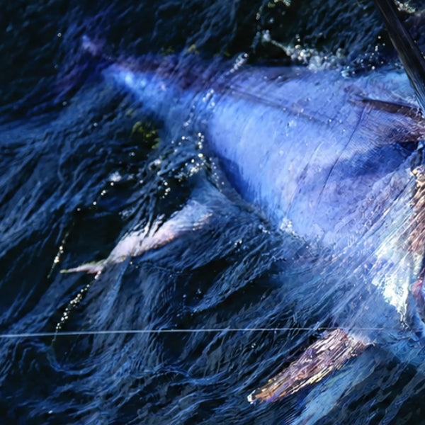 Connecticut Fishing Report: Bonito Hit Watch Hill, Fluke Stay Steady & Offshore Tuna Action Continues