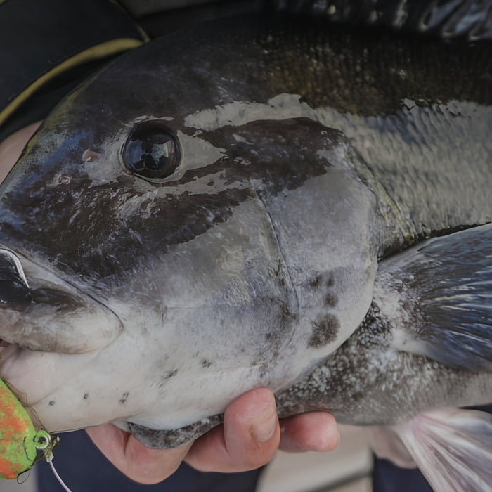 Connecticut Fishing Report, Tog Season Opens as Bonito and Trophy Stripers Stay Active