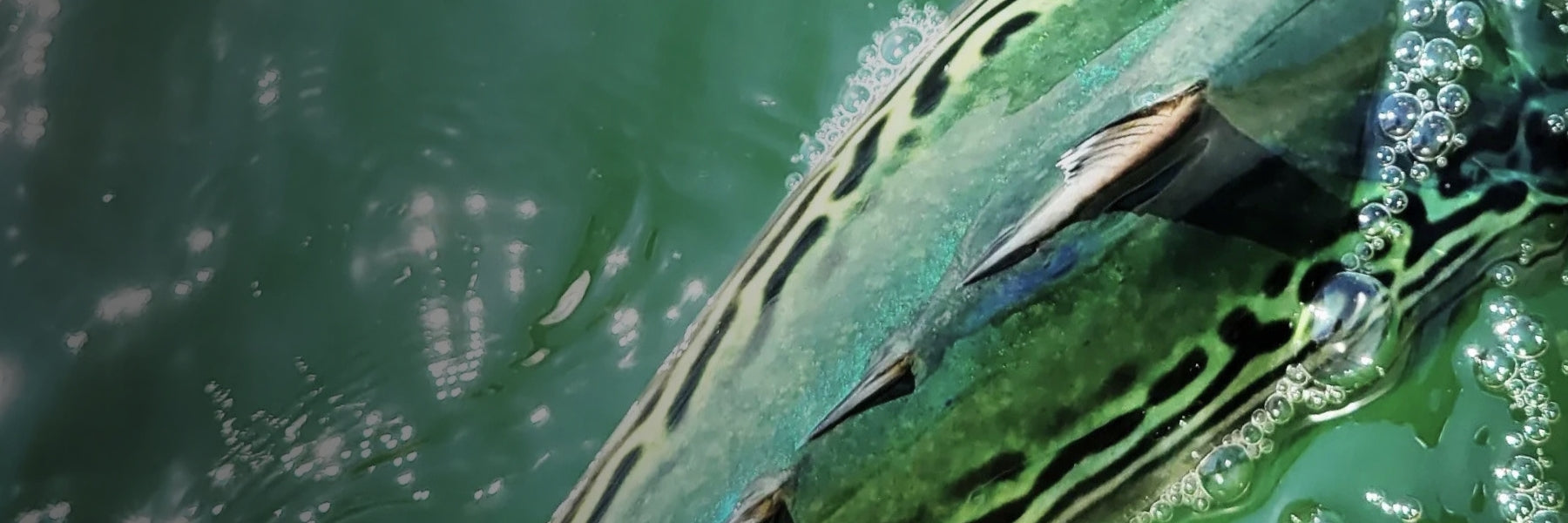 False Albacore