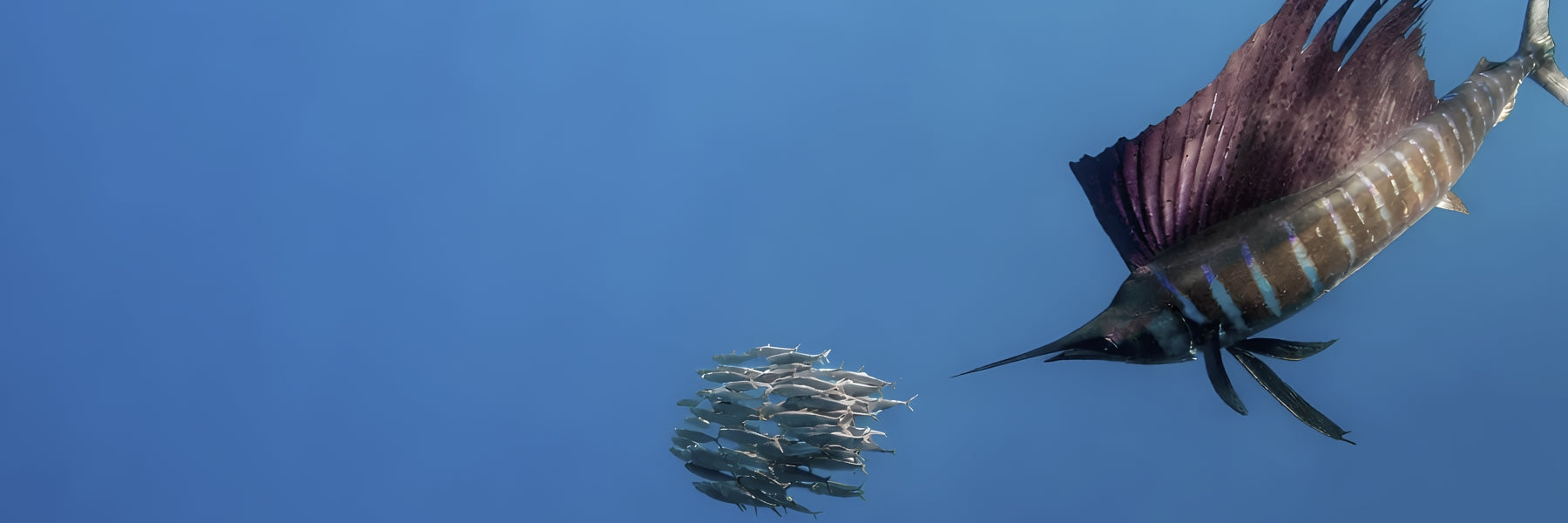 Sailfish Fishing Reels