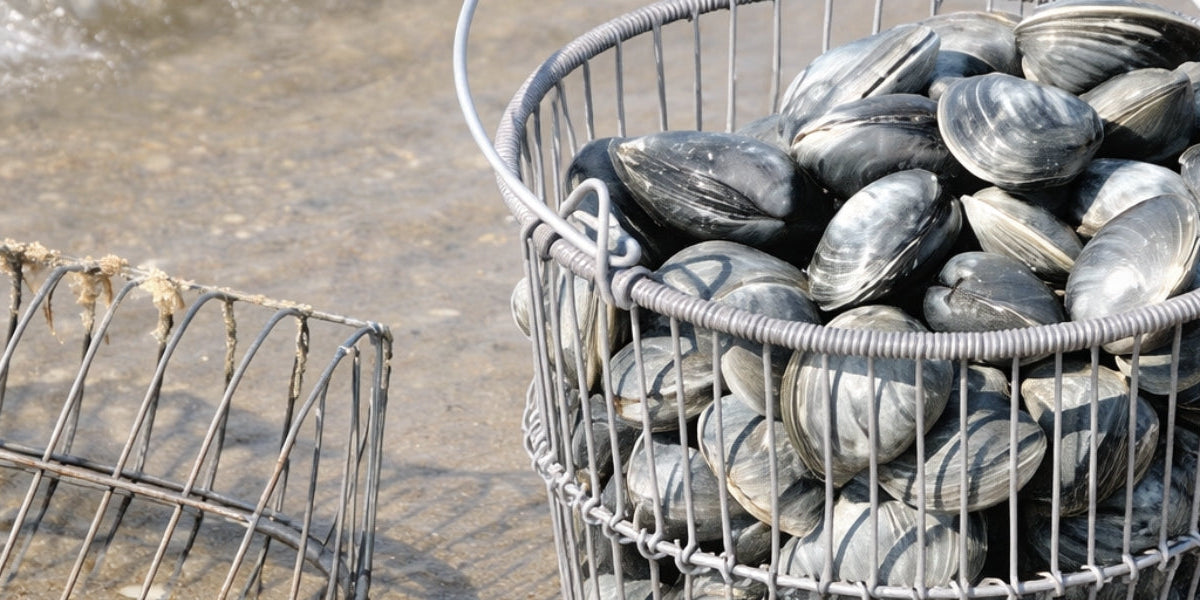 Shellfishing Gear — J&B Tackle Co