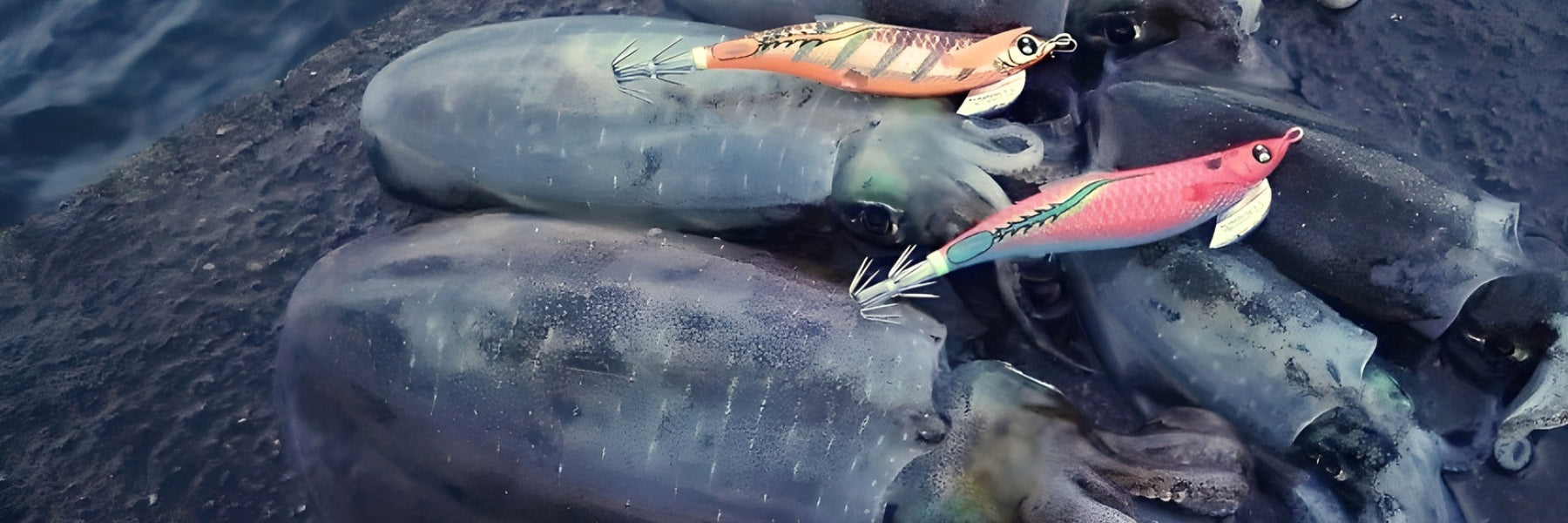 Squid Fishing