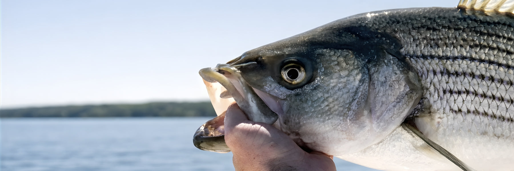 Striped Bass Fishing