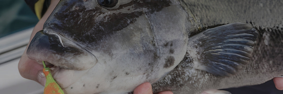 Blackfish Jigs