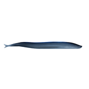 Berkley Gulp! Sand Eel (Silverside) JB Tackle